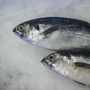 horse-mackerel-1