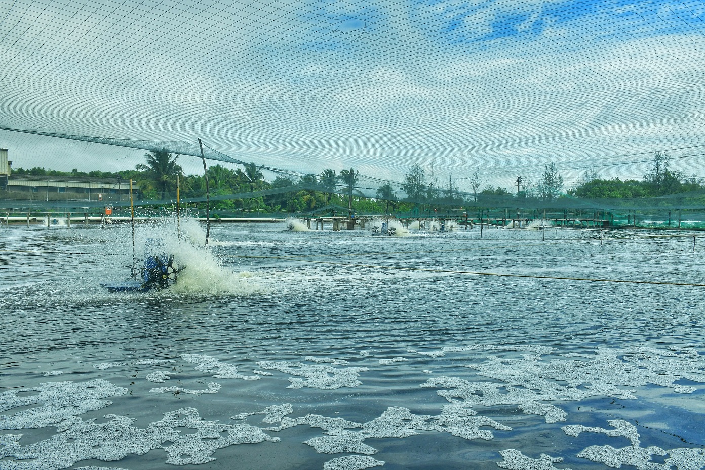 shrimp-farm-new1