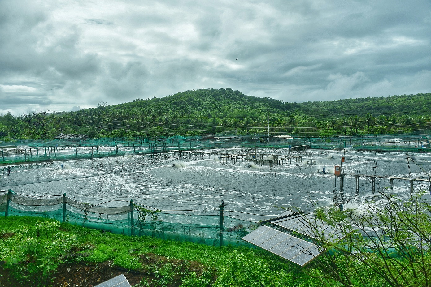 shrimp-farm-new2